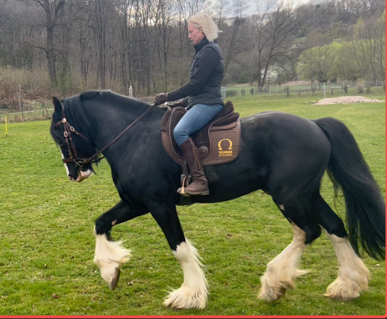 Shire Horse, Irish Cob und Co - Die richtige Pflege